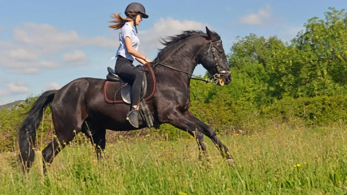 Hur rider man hästar för första gången?