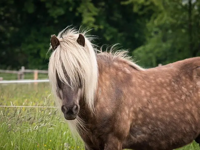 Mariestads Ridklubb Mariestad